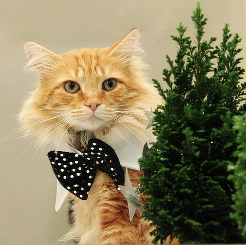 A cat from The Cat API