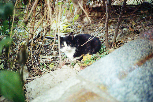 A cat from The Cat API