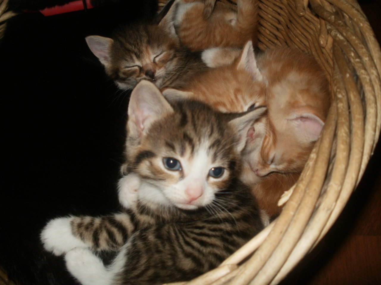 A cat from The Cat API