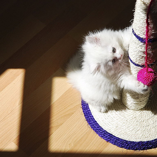 A cat from The Cat API