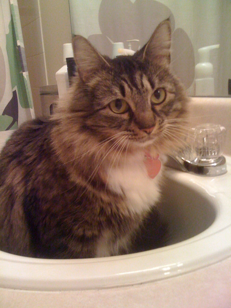 A cat from The Cat API