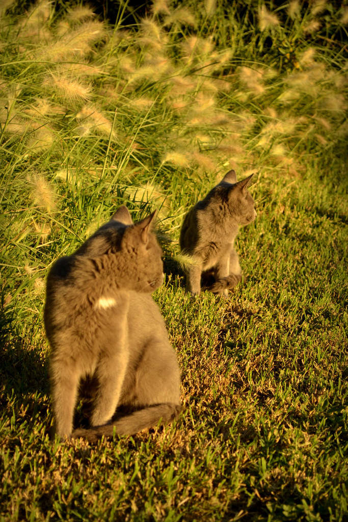 A cat from The Cat API