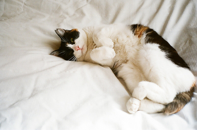 A cat from The Cat API