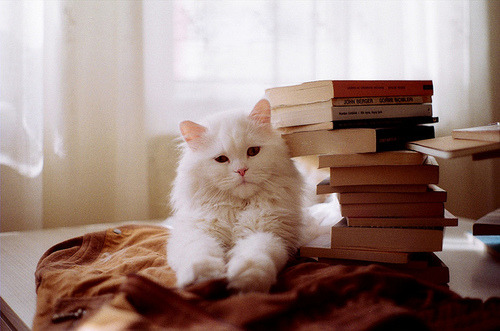 A cat from The Cat API