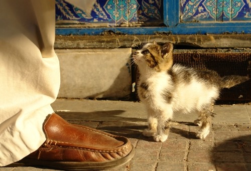 A cat from The Cat API