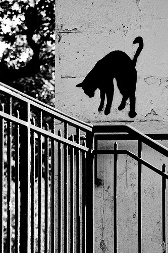 A cat from The Cat API