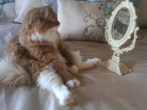 A cat from The Cat API