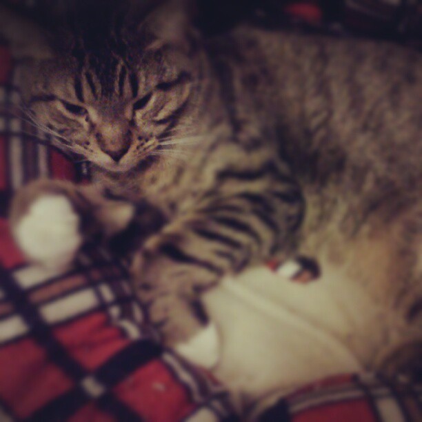 A cat from The Cat API